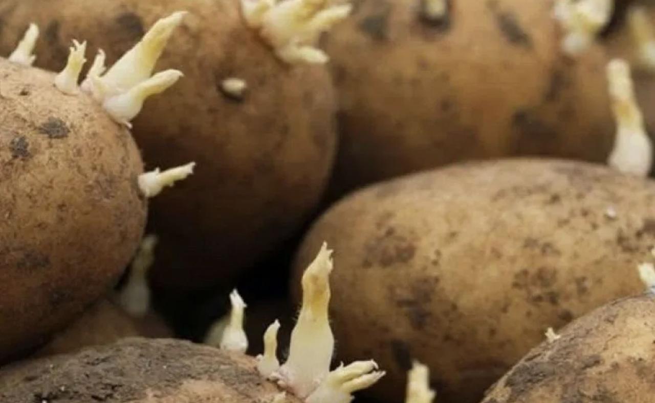 Alimentos em degradação